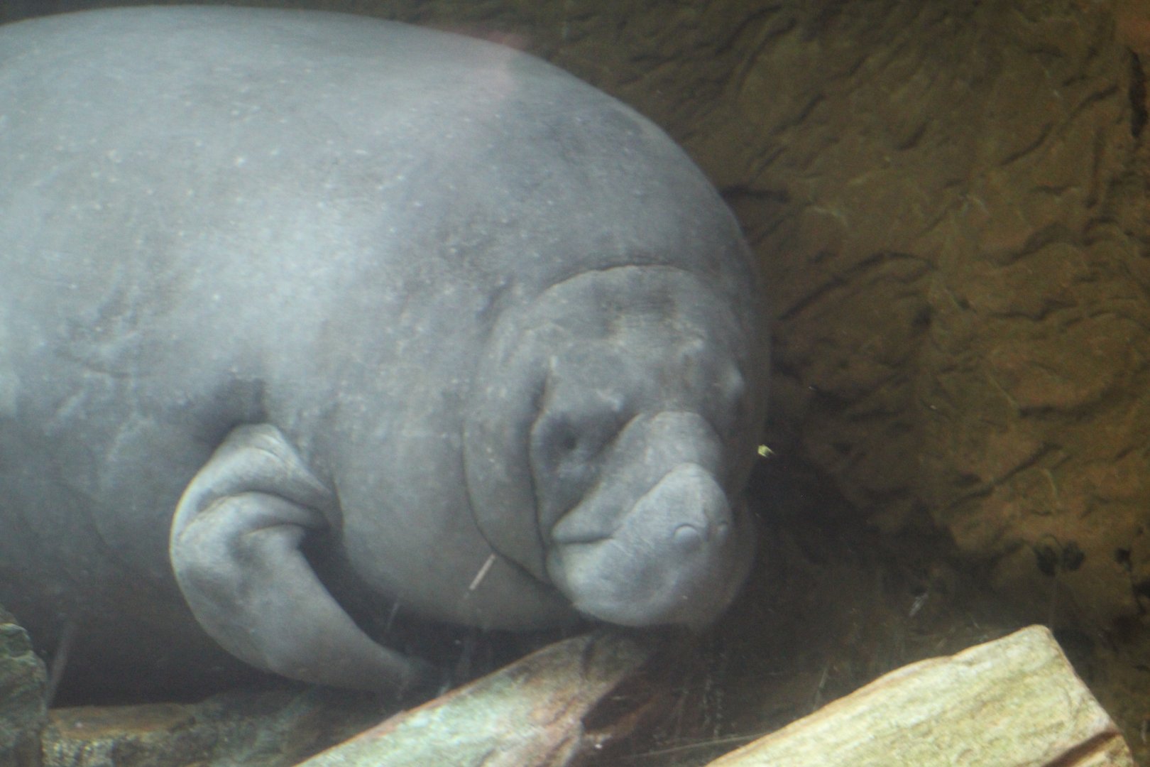Antillean Manatee