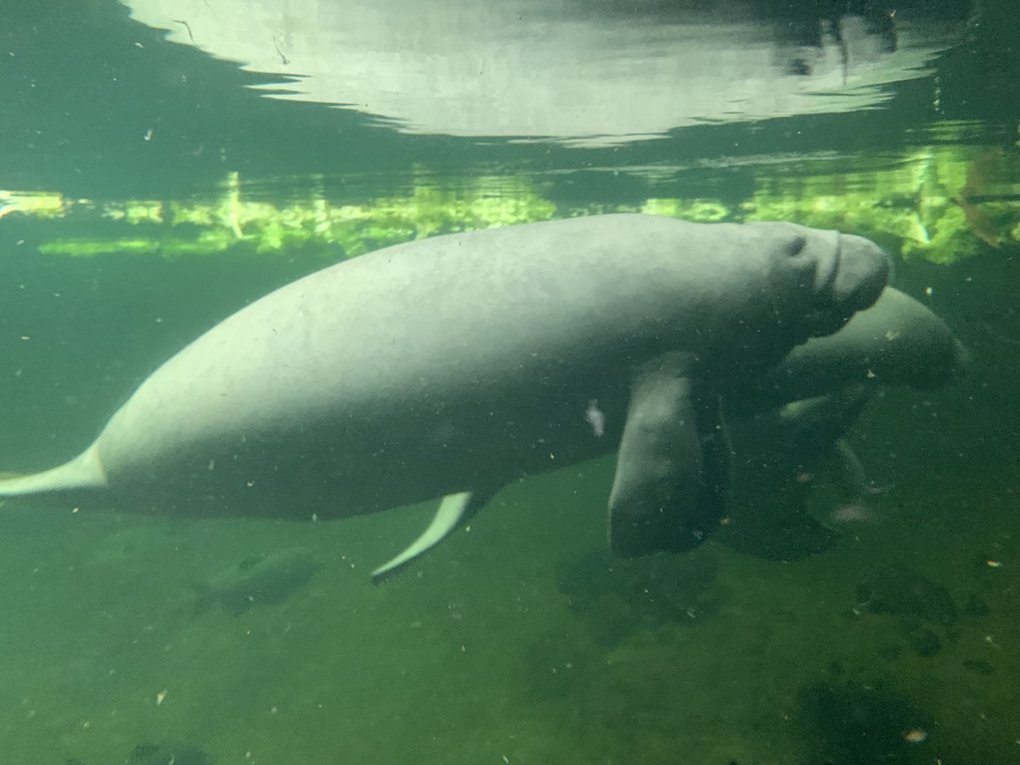 Antillean manatees