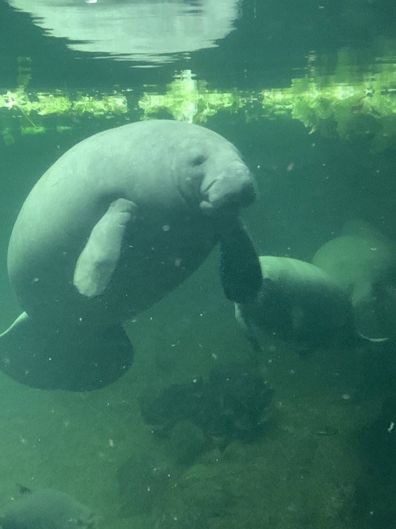 Antillean manatees