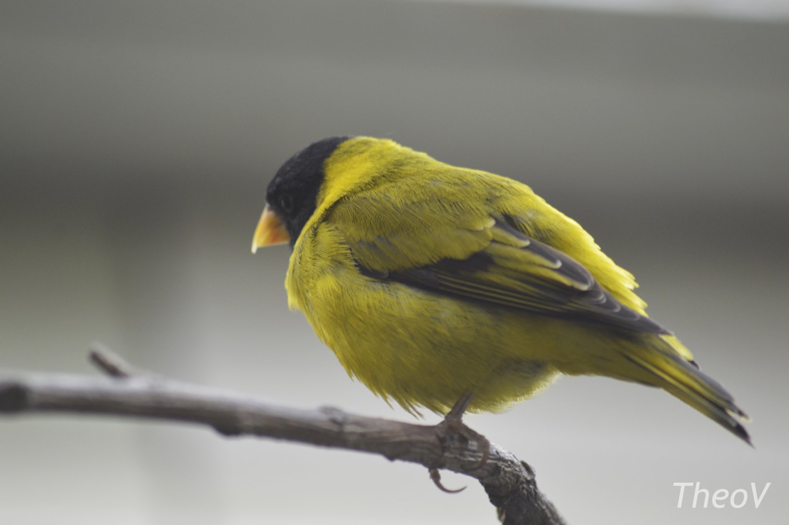 Antillean siskin [2018]