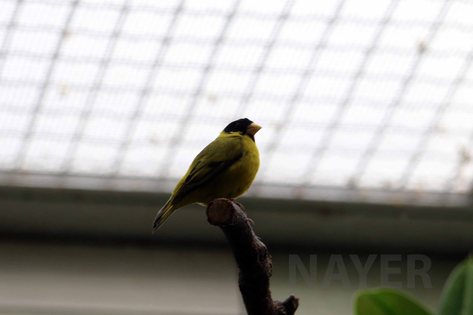 Antillean siskin, April 2018