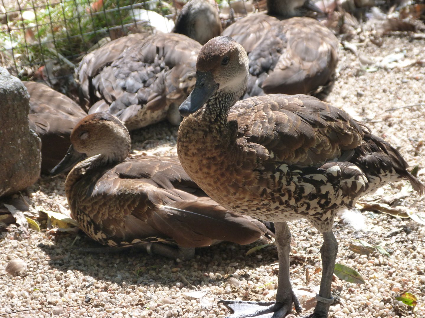 Antillean whistling ducks -Zoo Praha (2025)