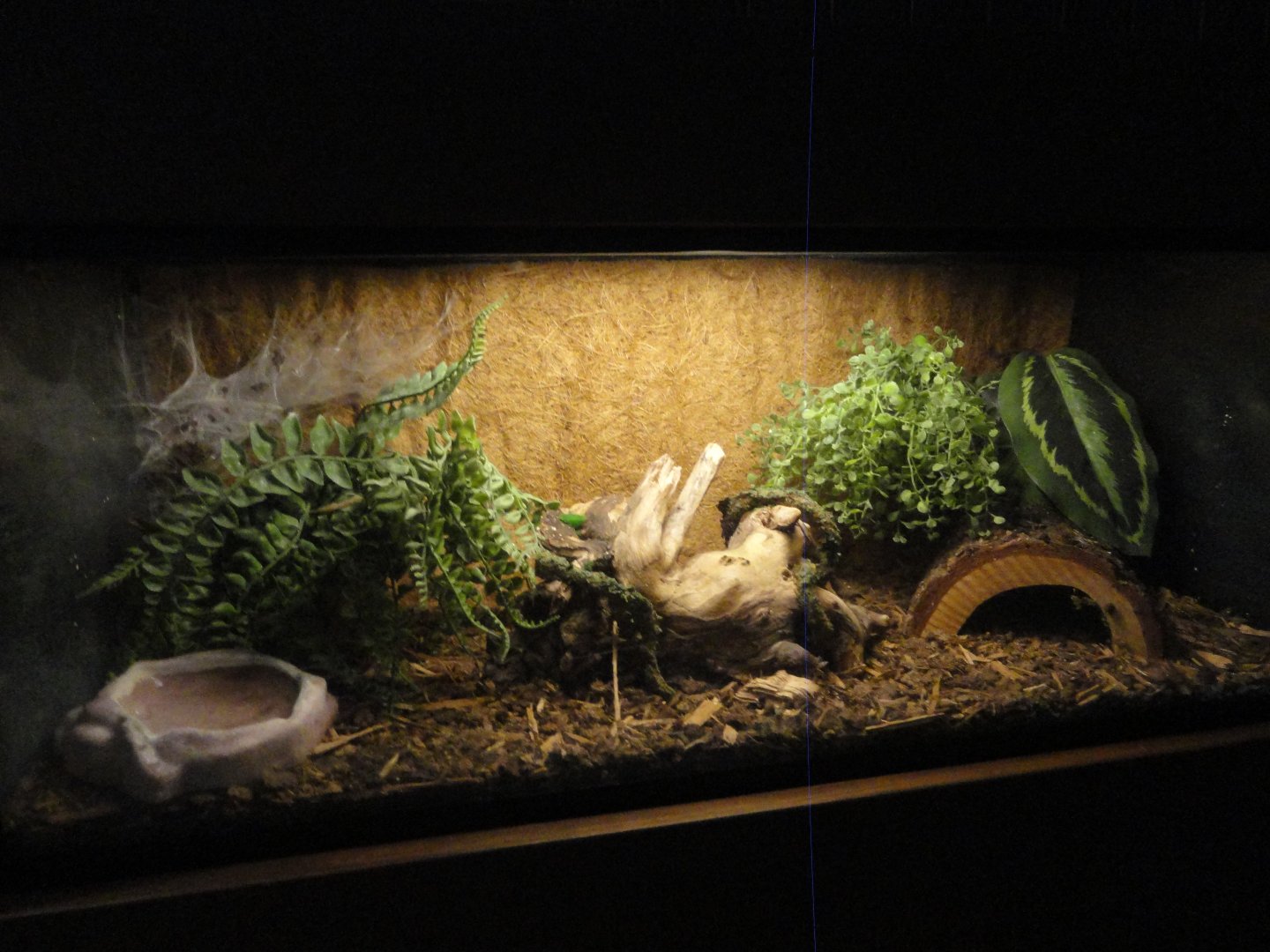 Antilles Pink Toed Tarantula Exhibit