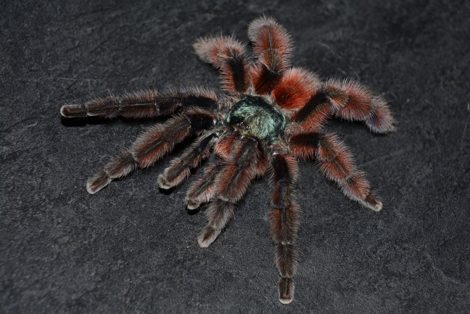 Antilles pinktoe tarantula (Caribena versicolor)