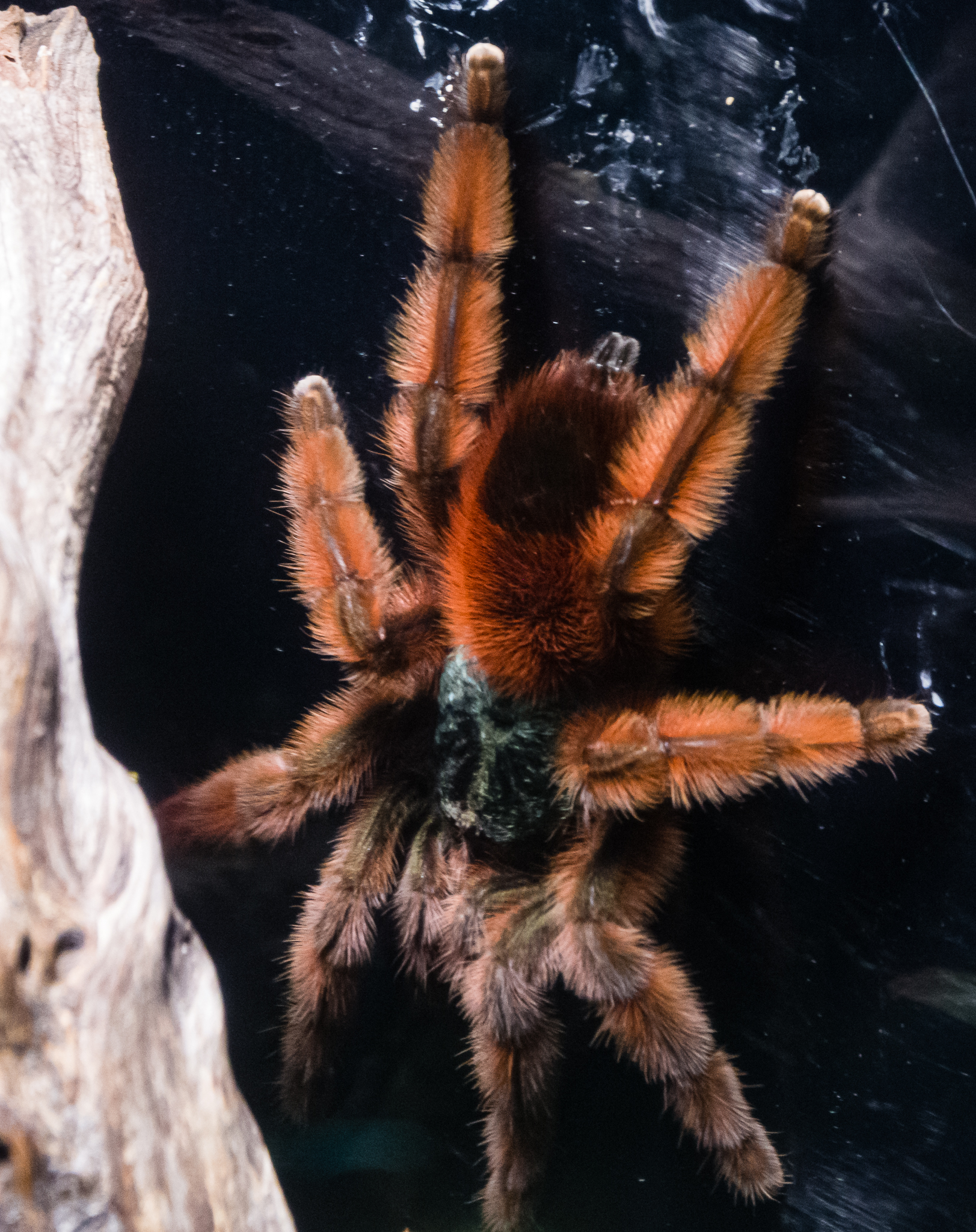 Antilles Pinktoe Tarantula