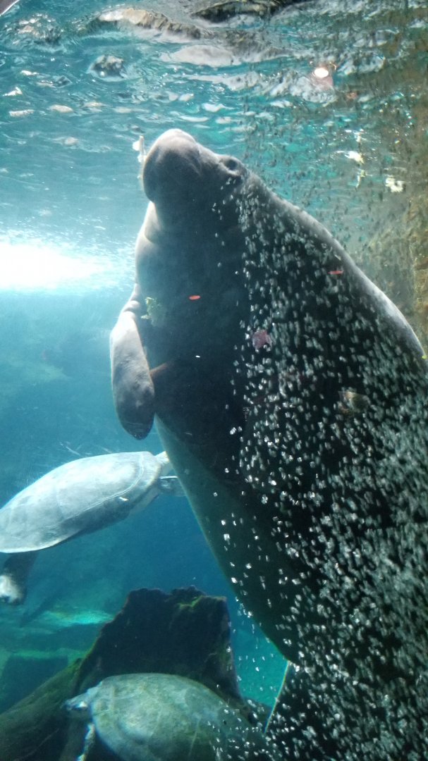 Antillian manatee