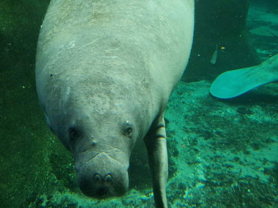Antillian Manatee
