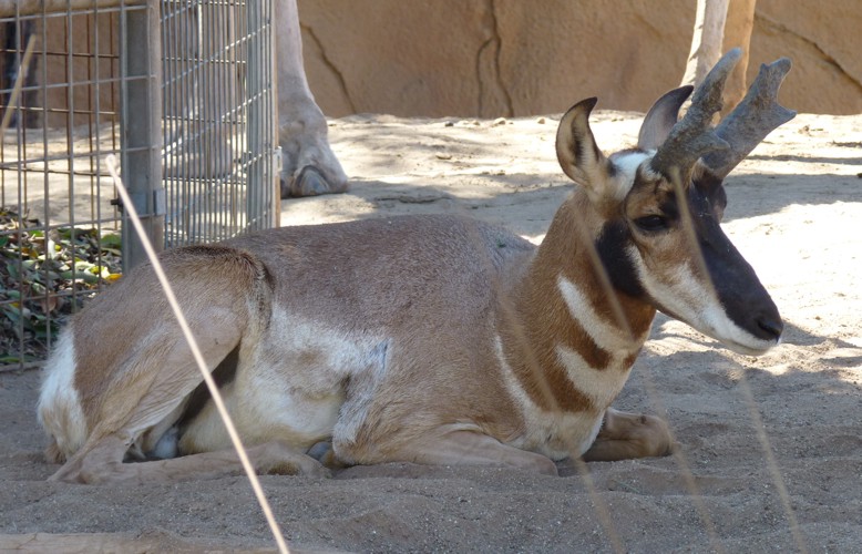 Antilocapra americana