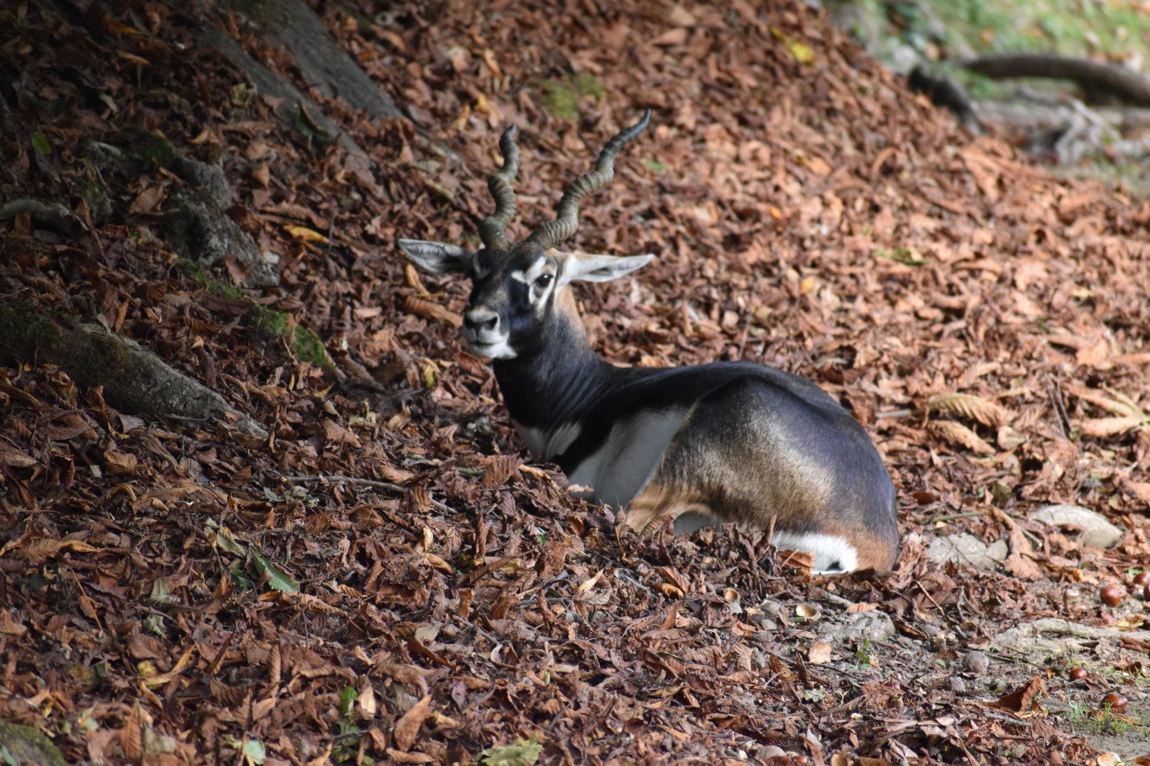 Antilope cervicapra - Blackbuck