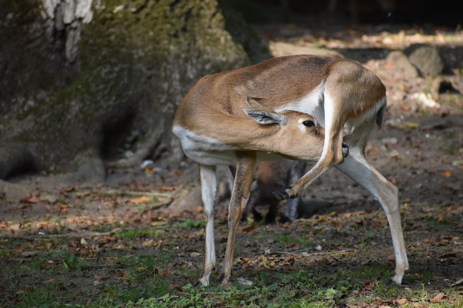 Antilope cervicapra - Blackbuck