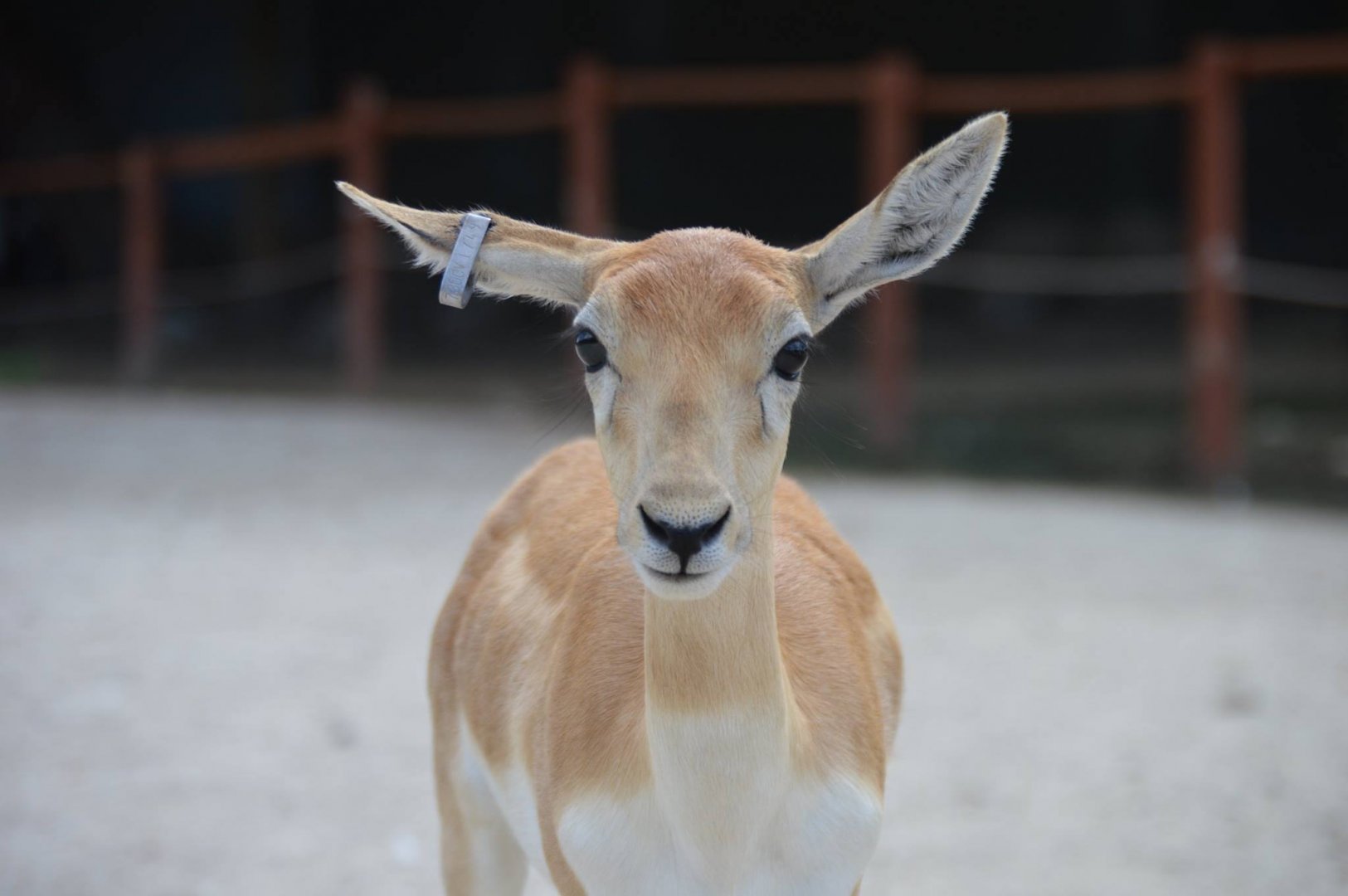 Antilope cervicapra - Safari Lake Geneva