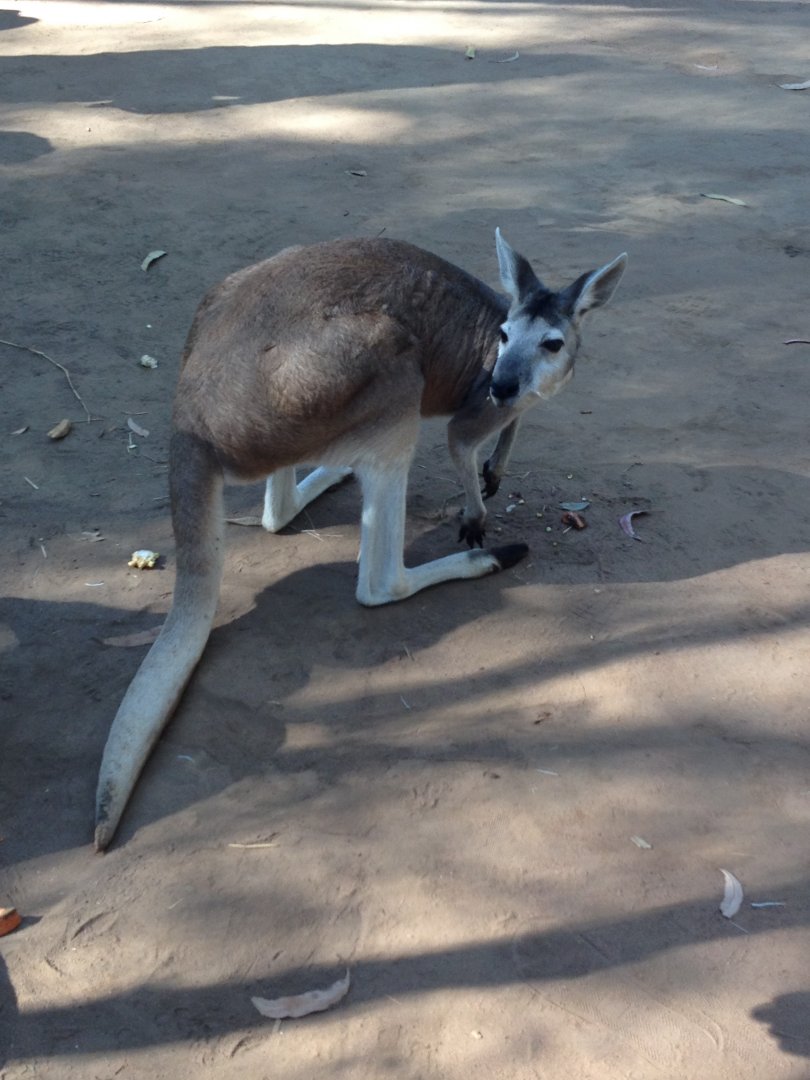Antilopine Wallaroo (Macropus antilopinus)