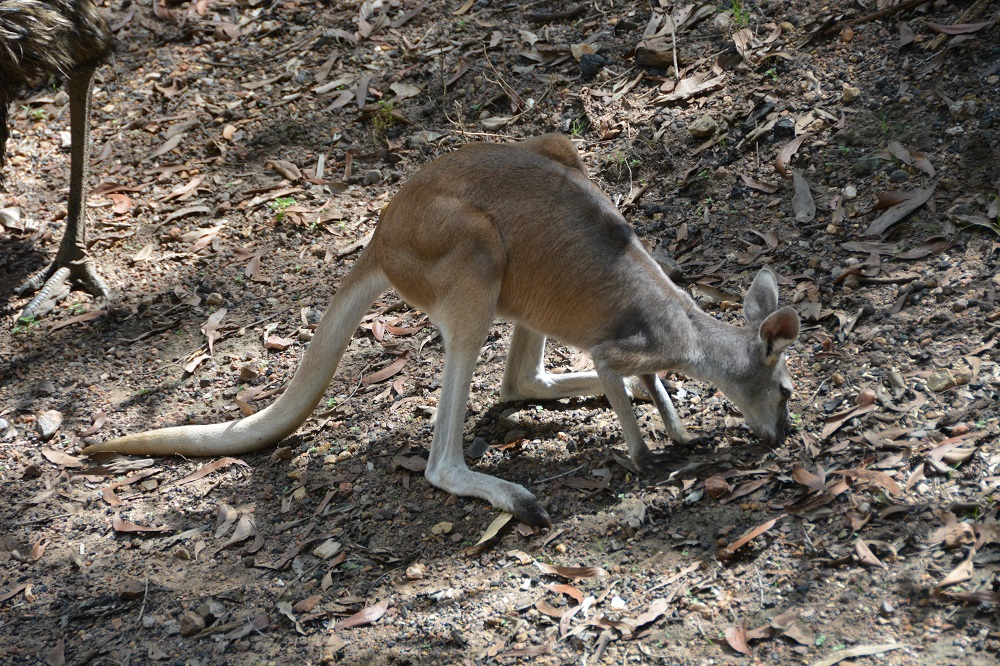 Antilopine wallaroo    Macropus antilopinus