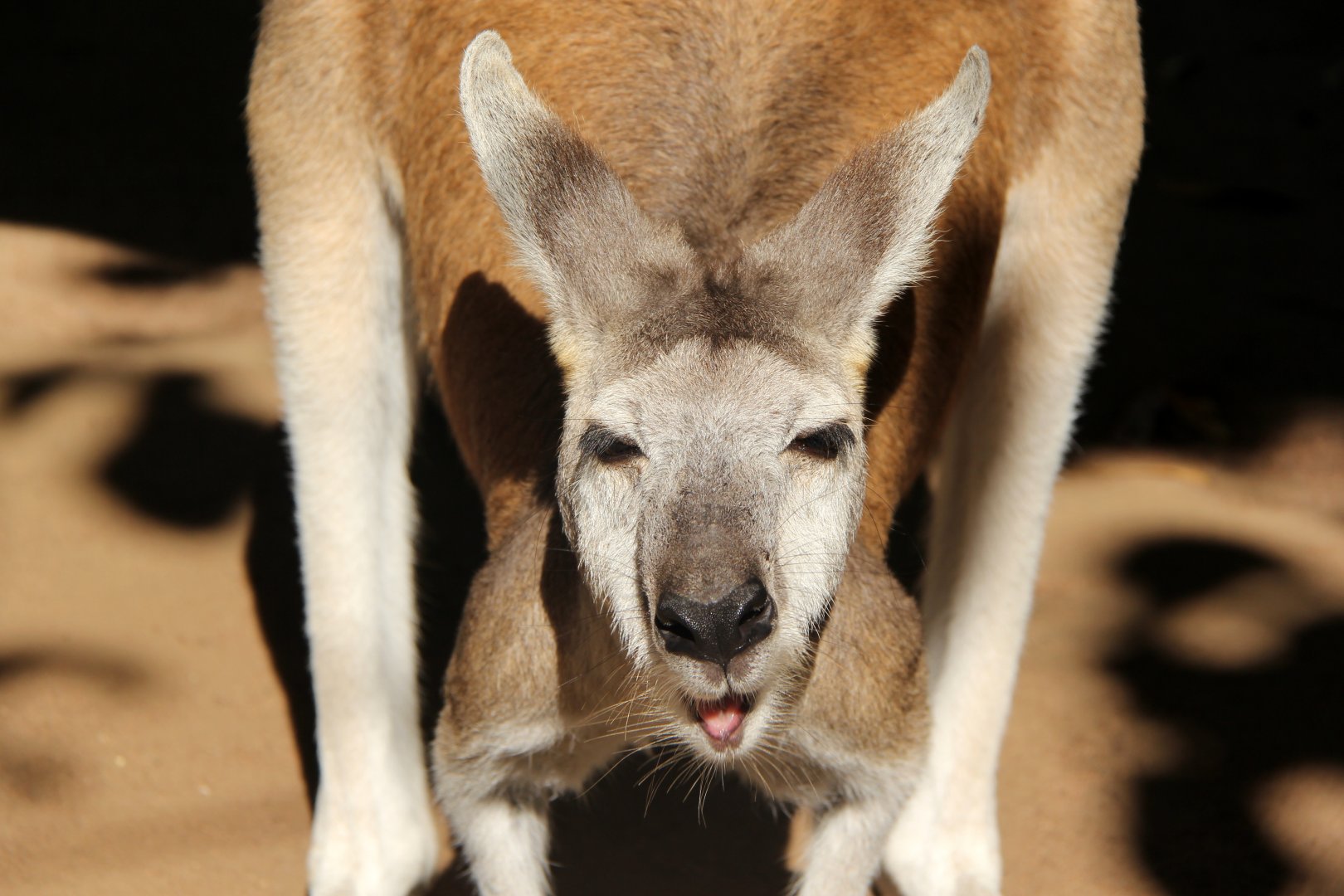 antilopine wallaroo (Macropus antilopinus)
