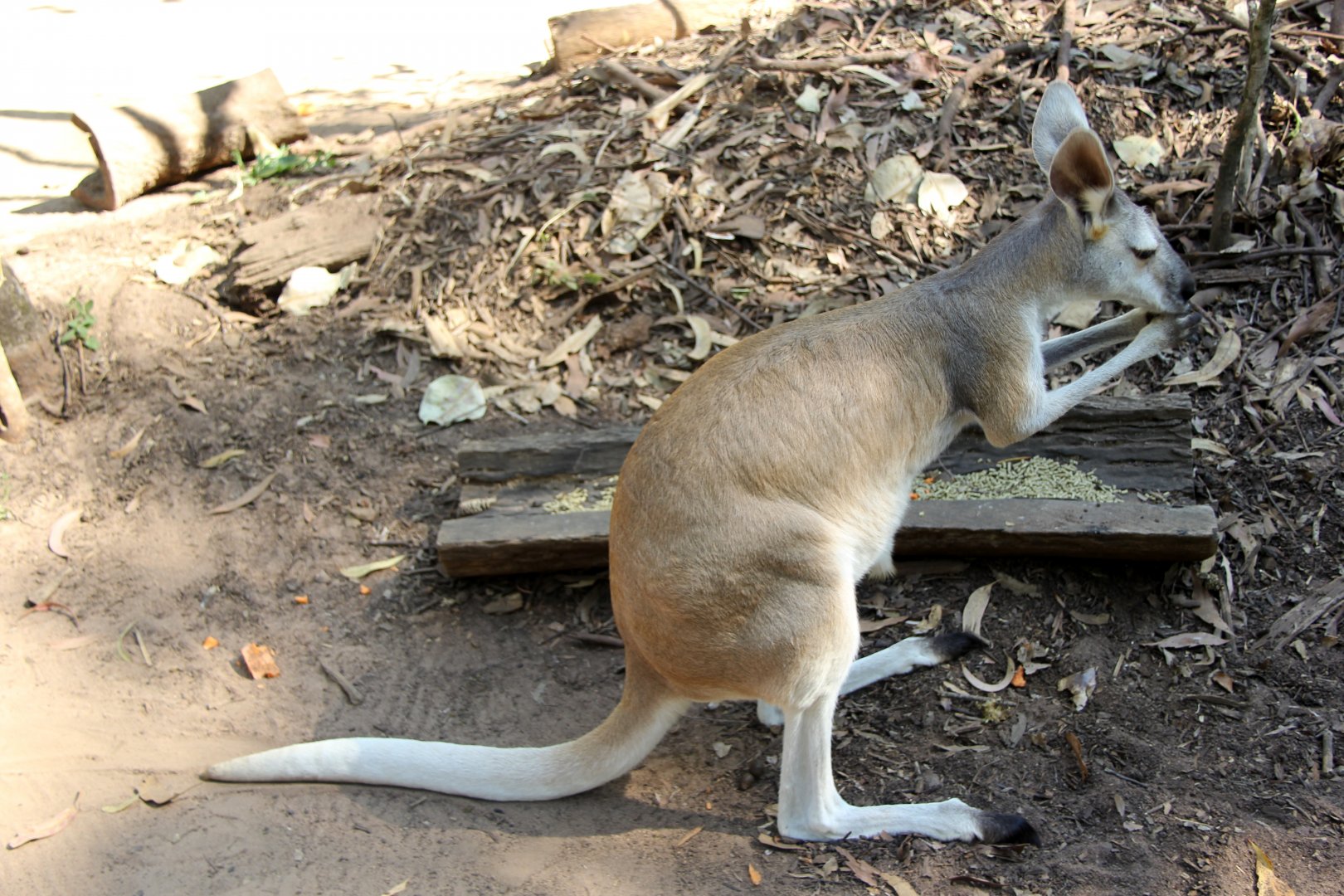 antilopine wallaroo (Macropus antilopinus)