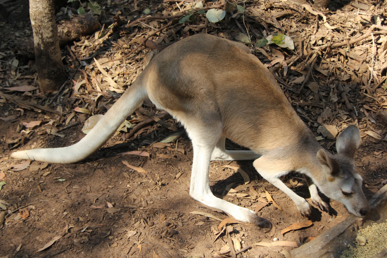 antilopine wallaroo (Macropus antilopinus)