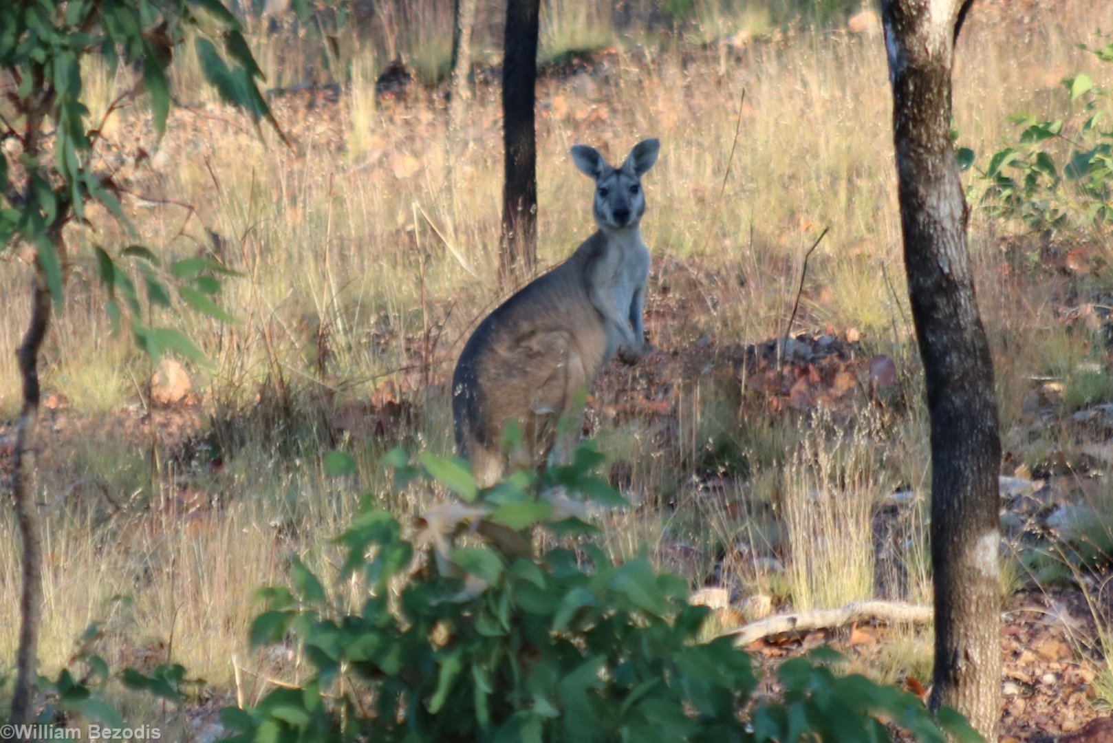 Antilopine Wallaroo - Pine Creek