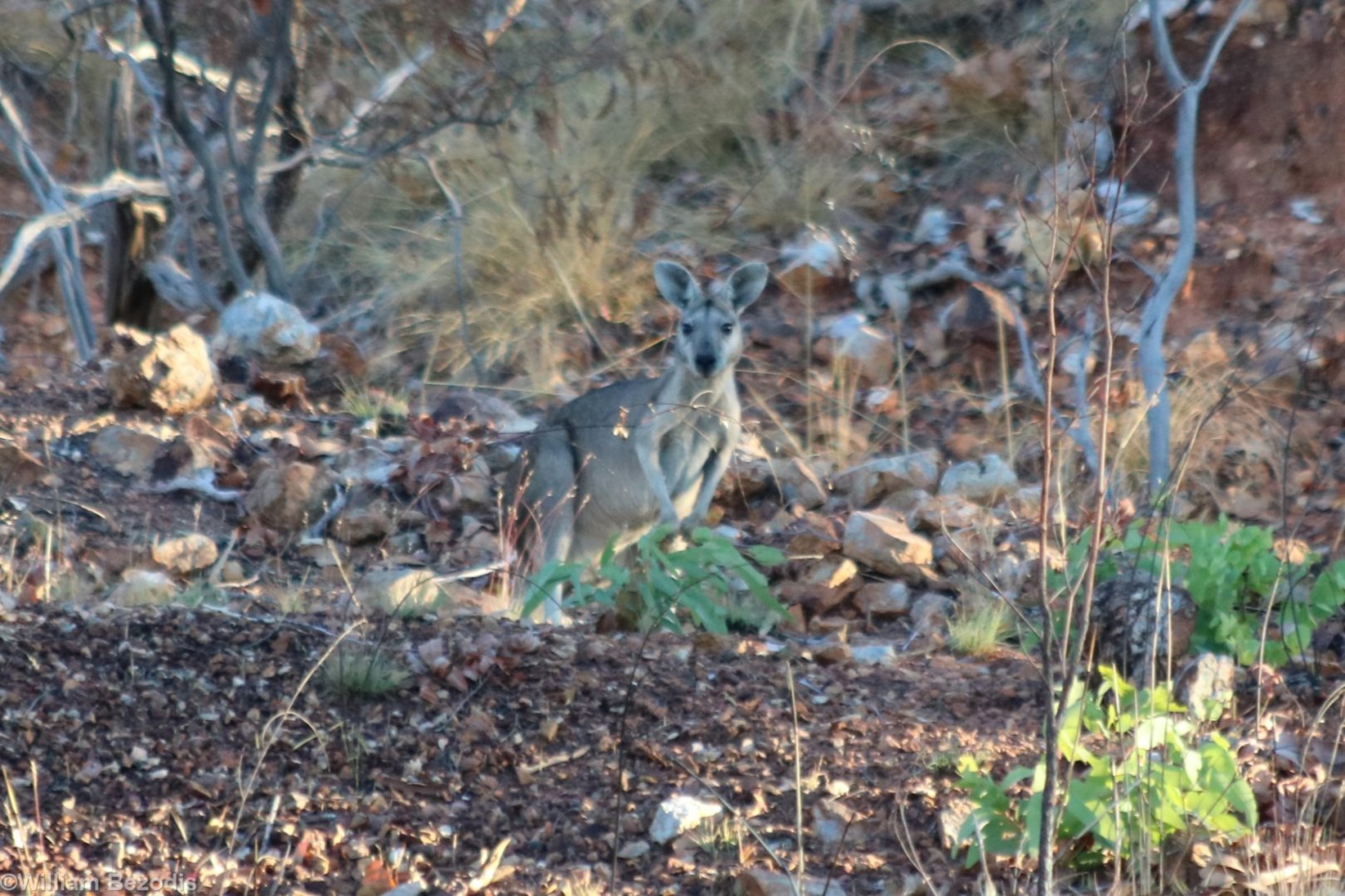 Antilopine Wallaroo - Pine Creek