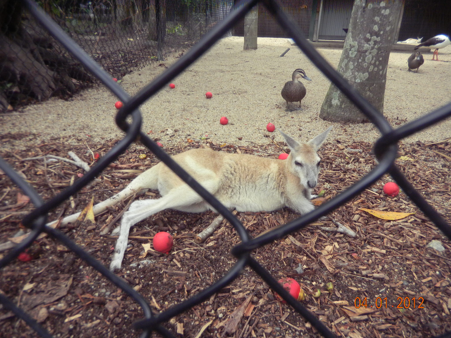 Antilopine Wallaroo - Wildlife Habitat 2012