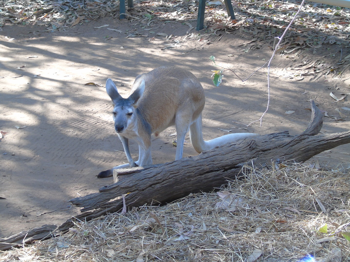 Antilopine Wallaroo
