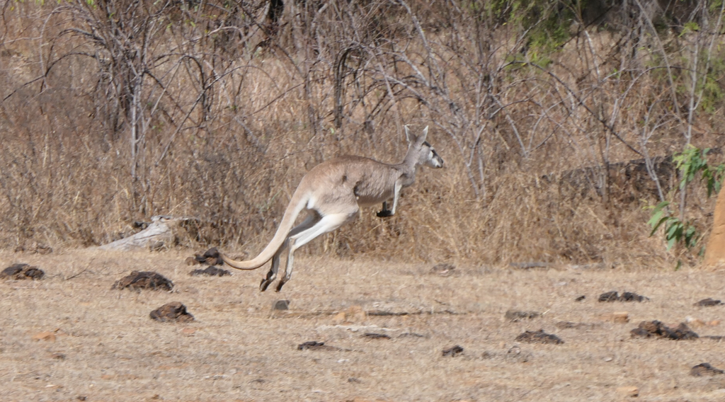 Antilopine Wallaroo