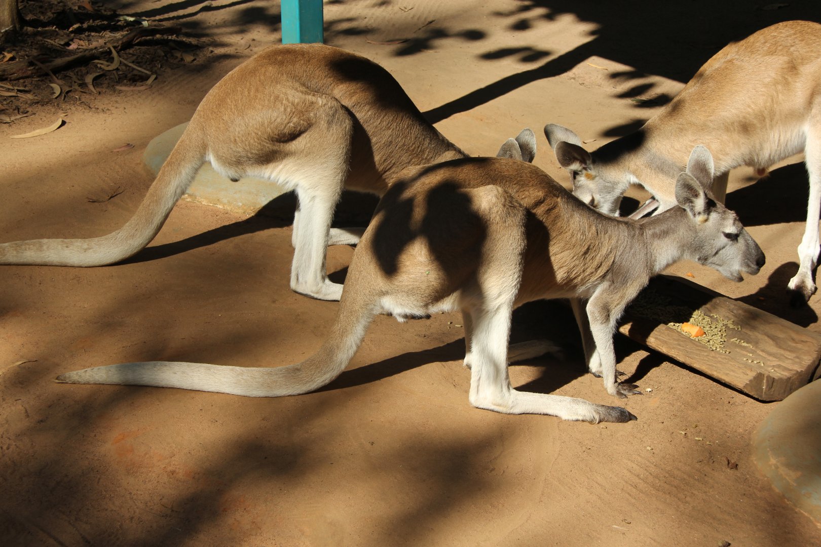 antilopine wallaroos (Macropus antilopinus)