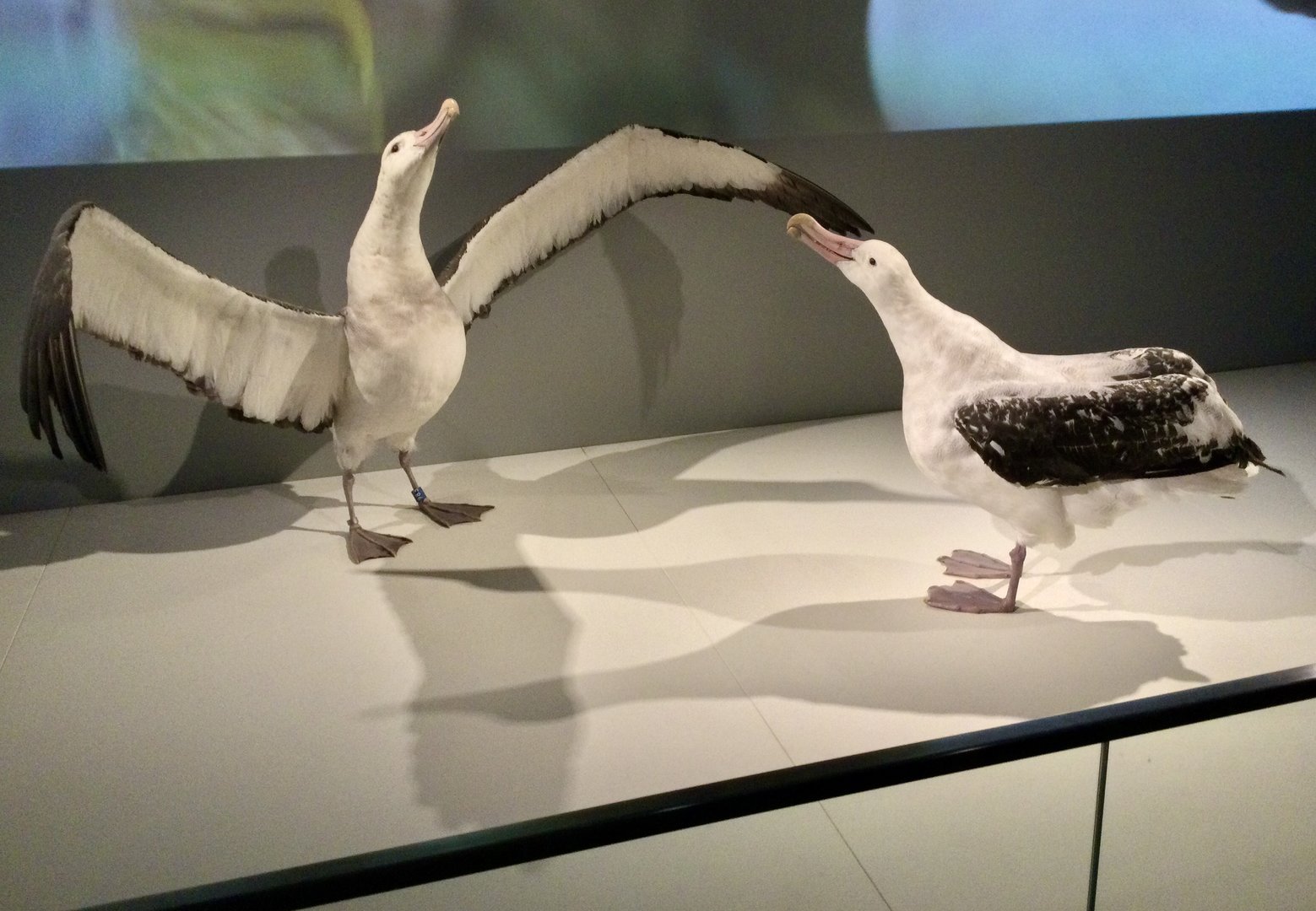 Antipodean albatross (Diomedea antipodensis), Te Papa Museum