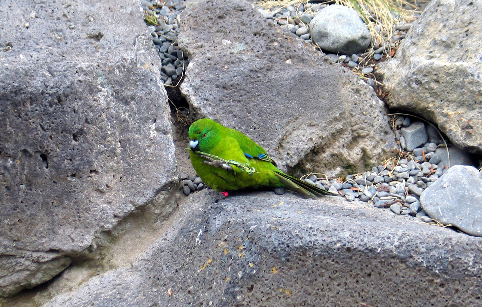 Antipodes Island Kakariki at Auckland Zoo