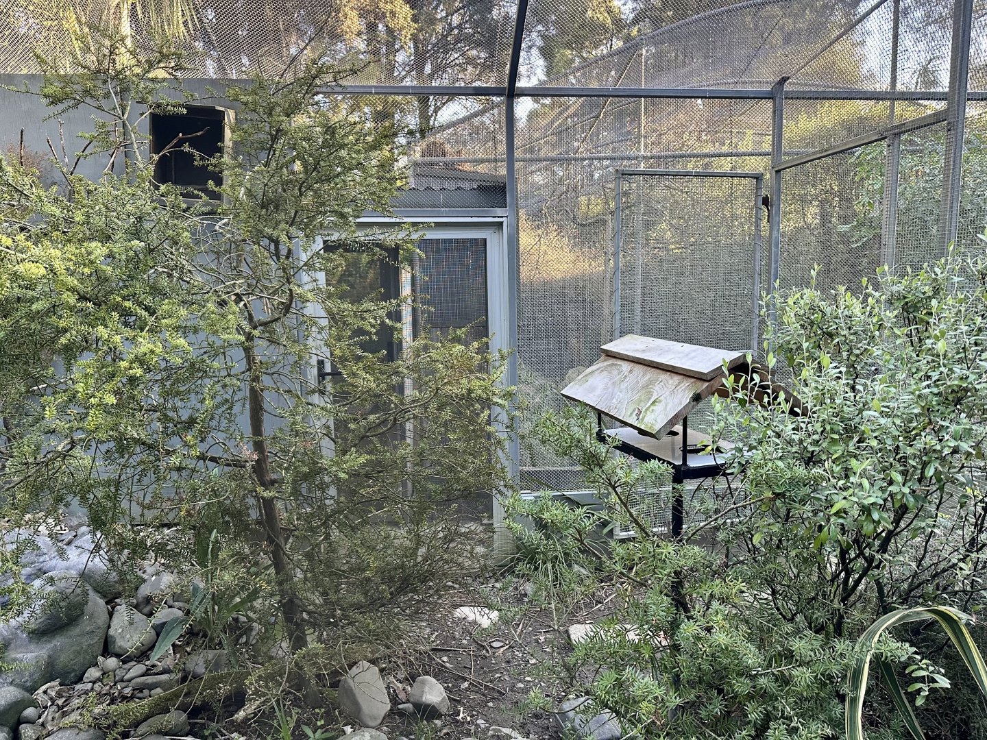 Antipodes Island Parakeet Aviary