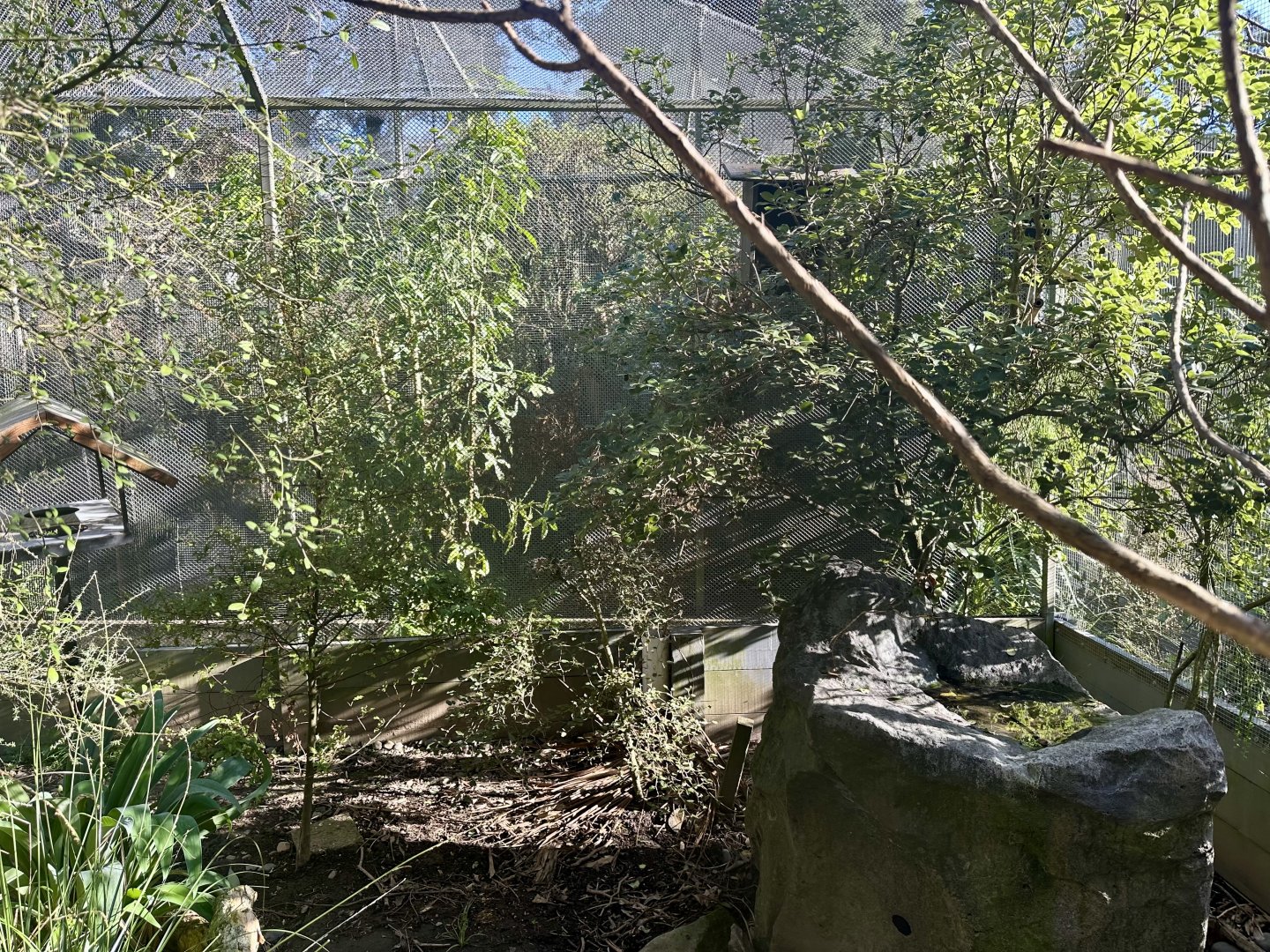 Antipodes Island Parakeet Aviary