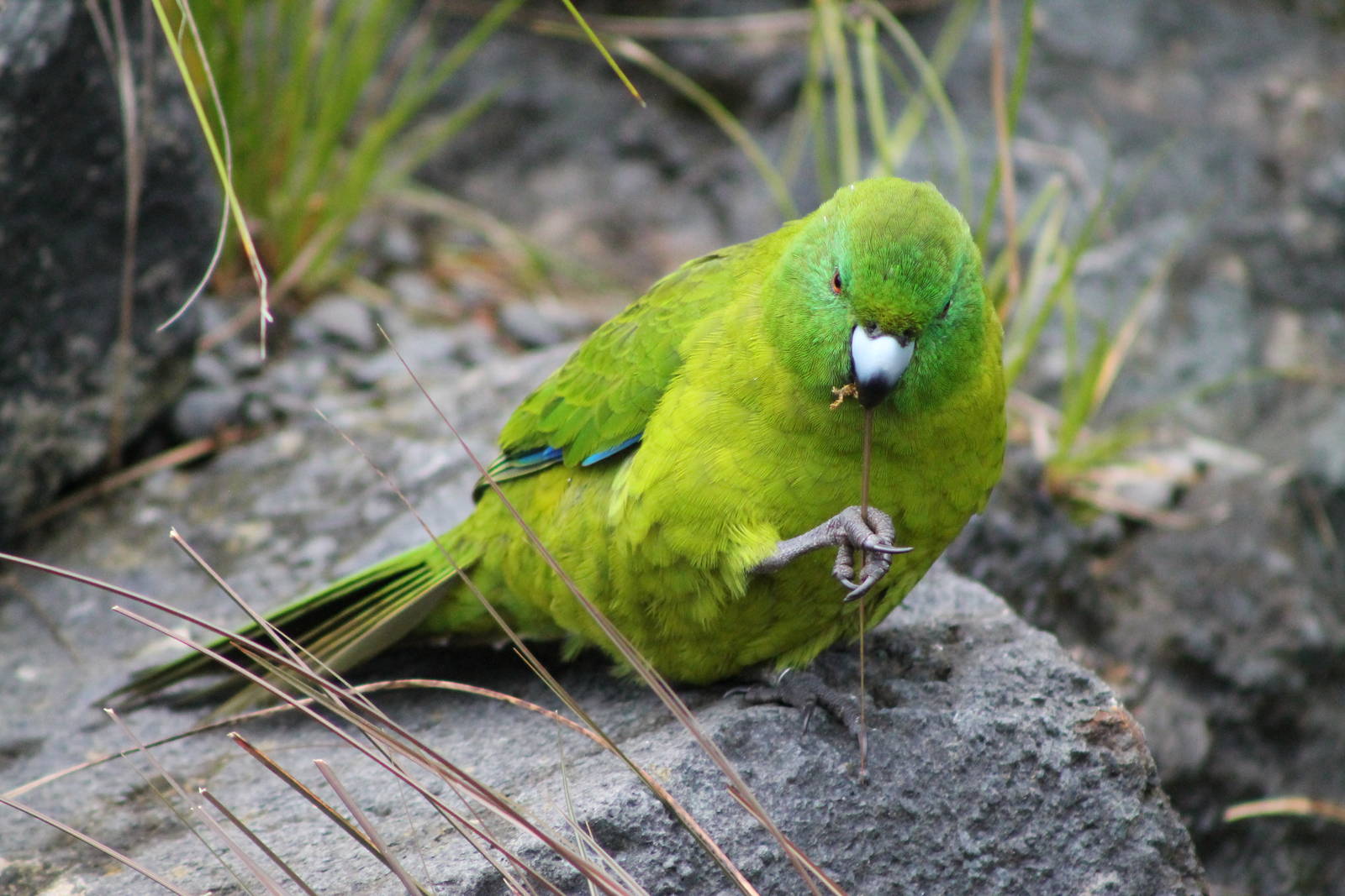 Antipodes Island parakeet (Cyanoramphus unicolor)