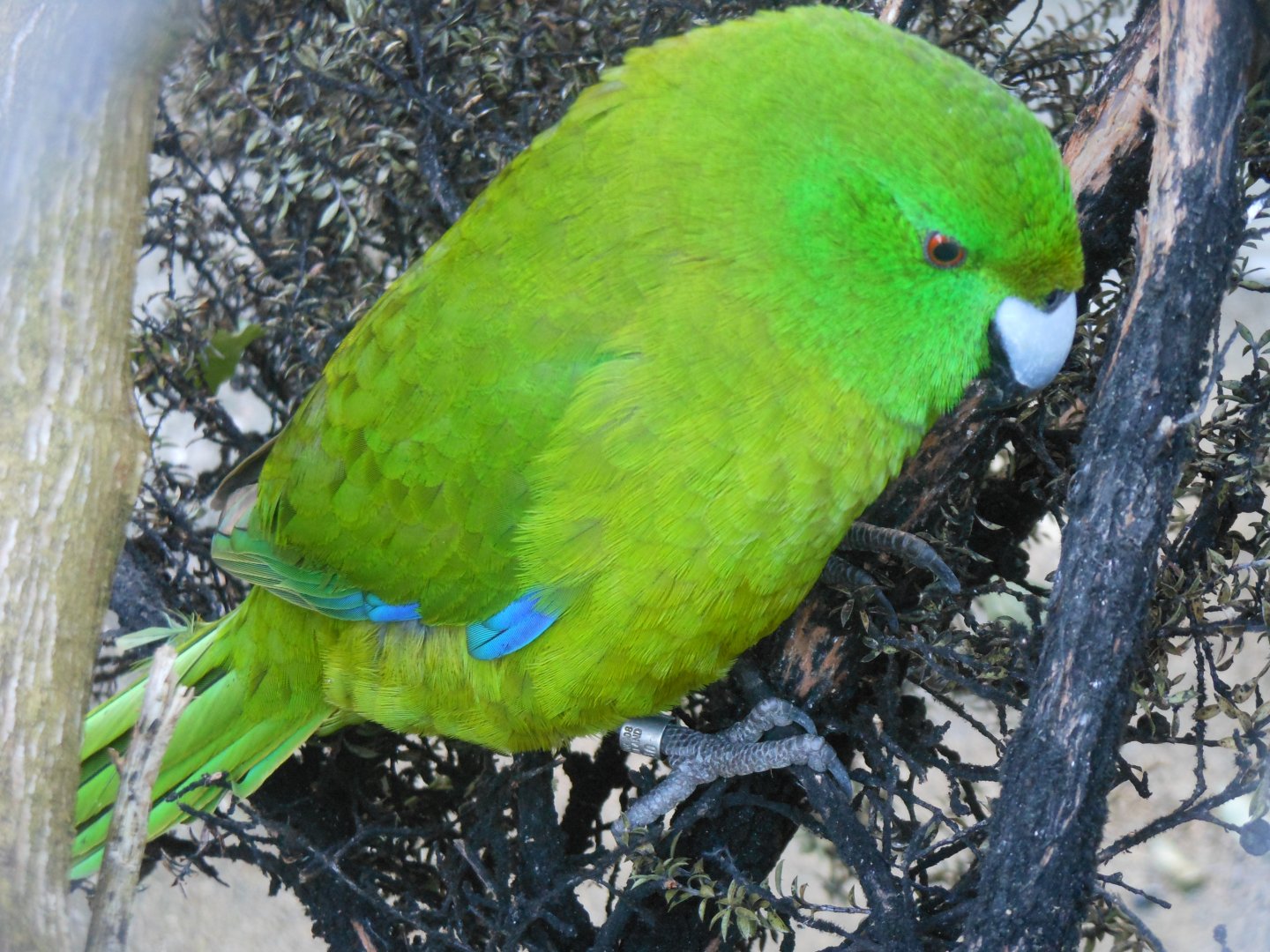 Antipodes Island Parakeet (Cyanoramphus unicolor)