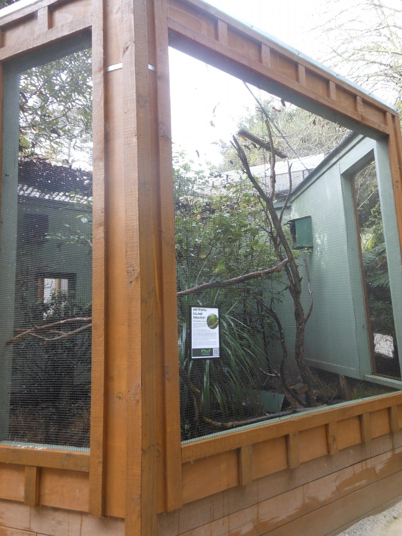 Antipodes Island Parakeet enclosure
