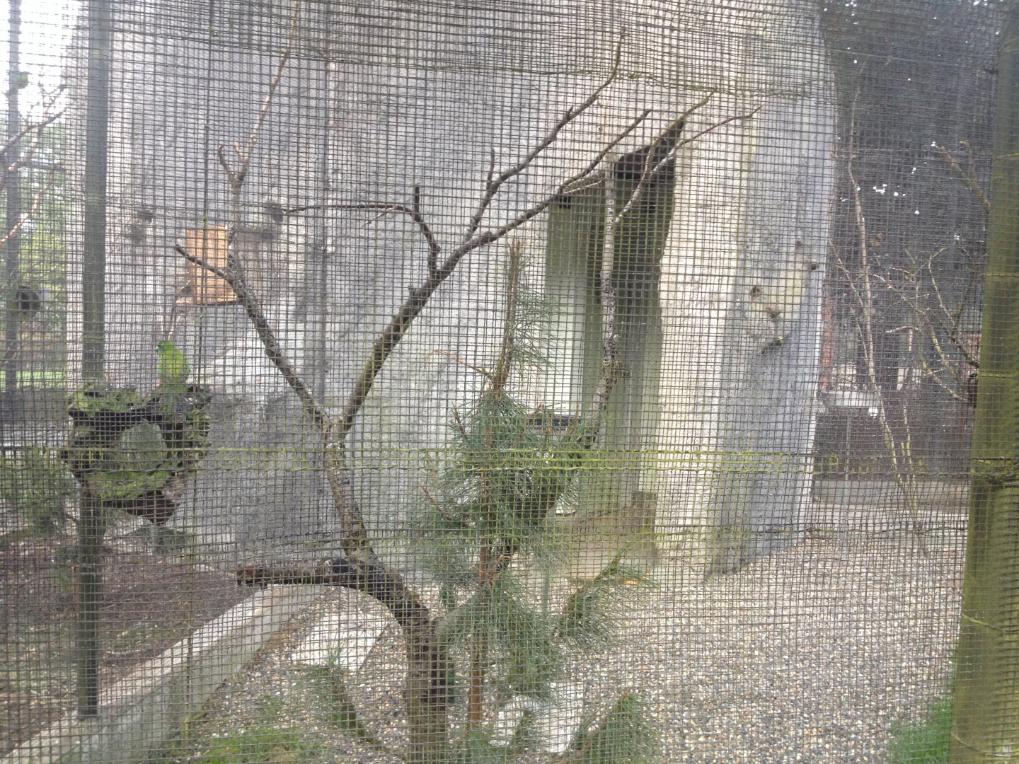 Antipodes Island Parakeet exhibit