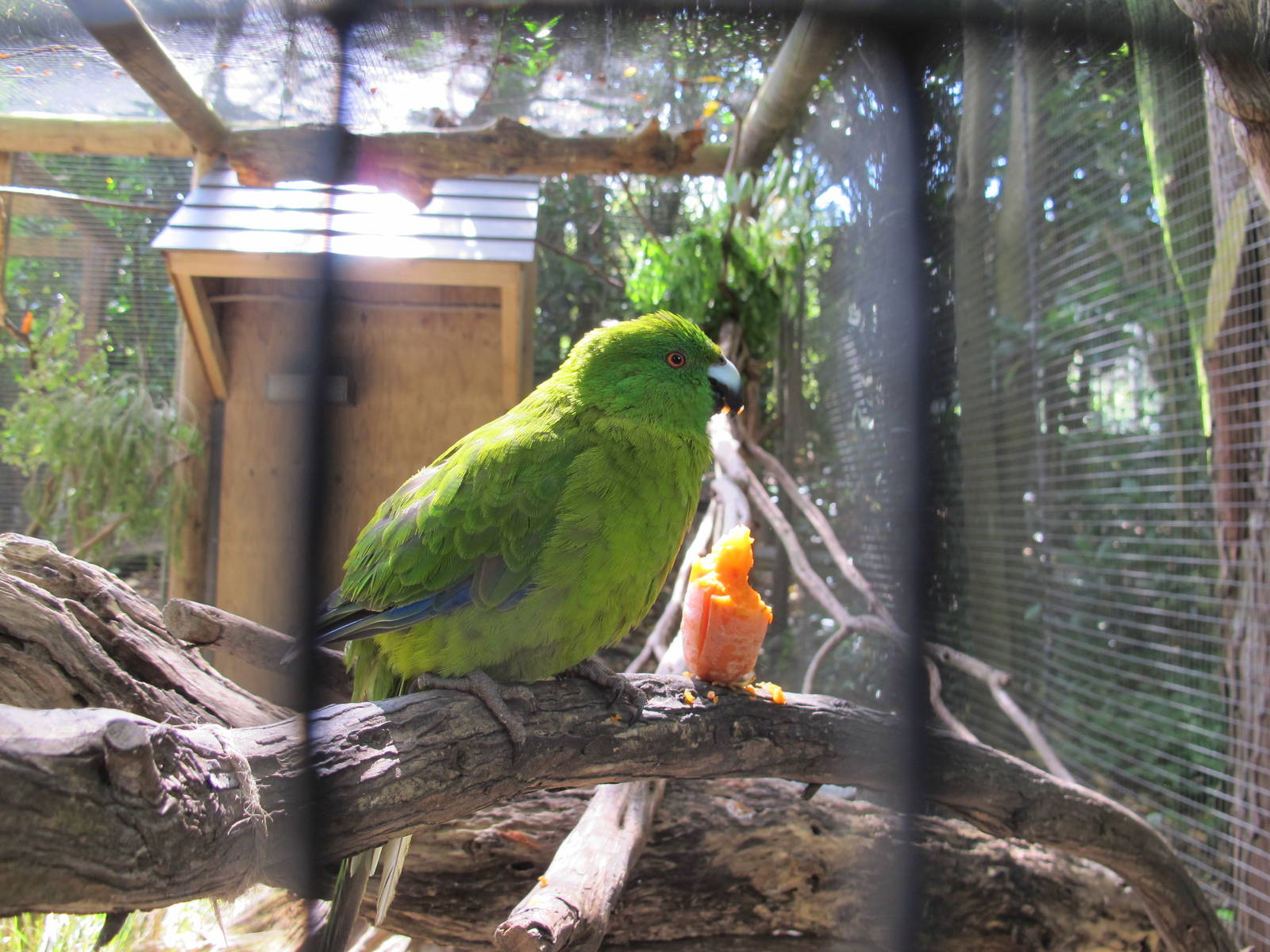 Antipodes Island Parakeet - Hamilton Zoo 2012