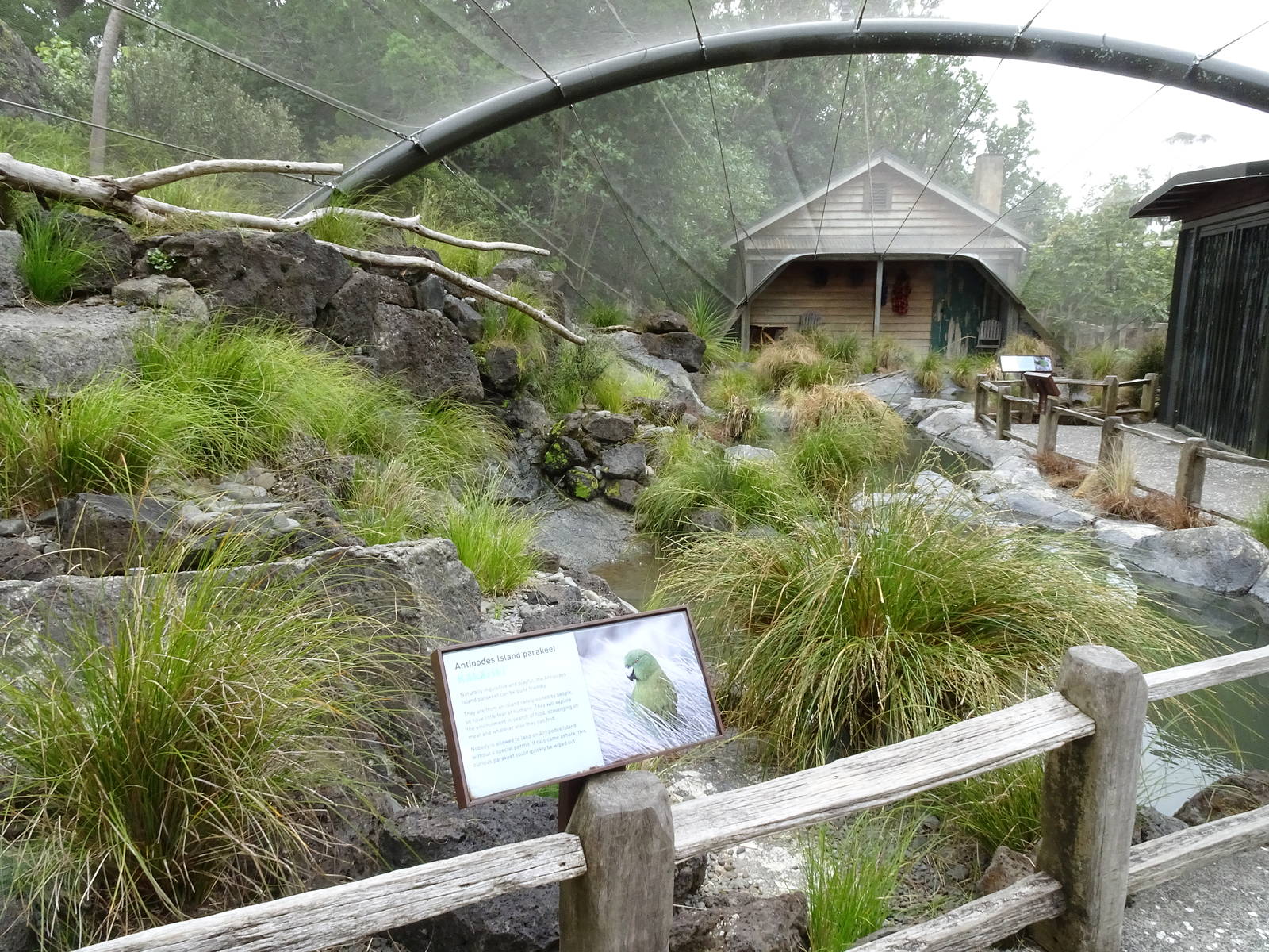 Antipodes Island Parakeet, November 2015