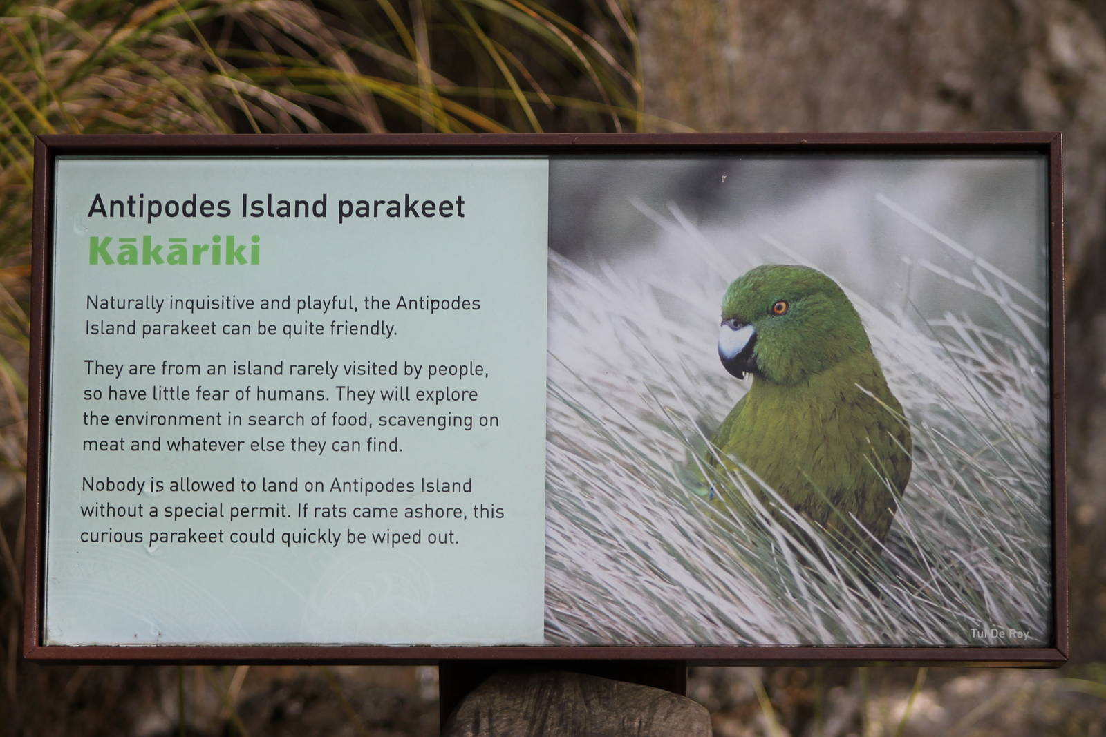 Antipodes Island parakeet signage