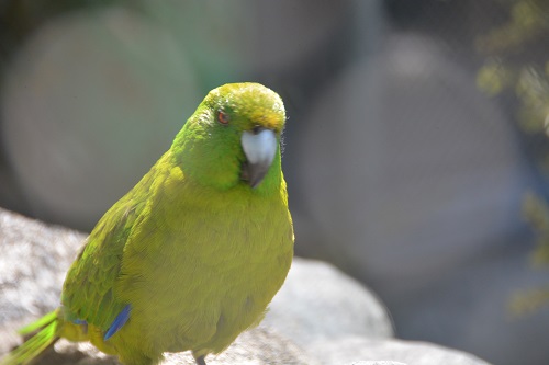 Antipodes Island parrot