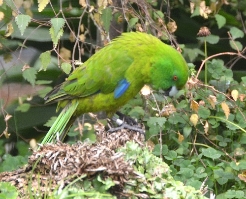 Antipodes Island parrot