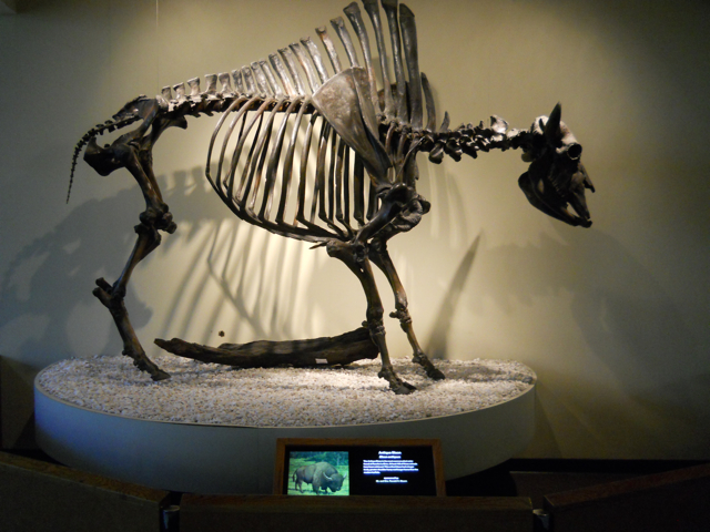 Antique bison
