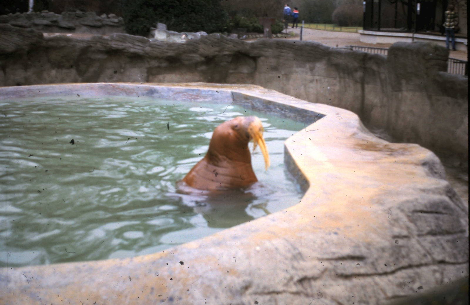 Antje, Hagenbeck´s most famous walrus