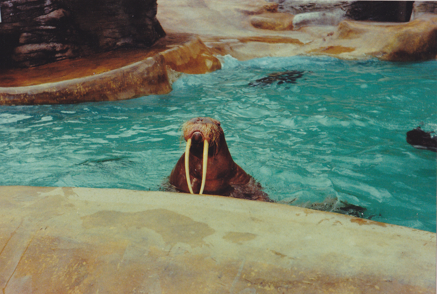 Antje, the famous Walruss