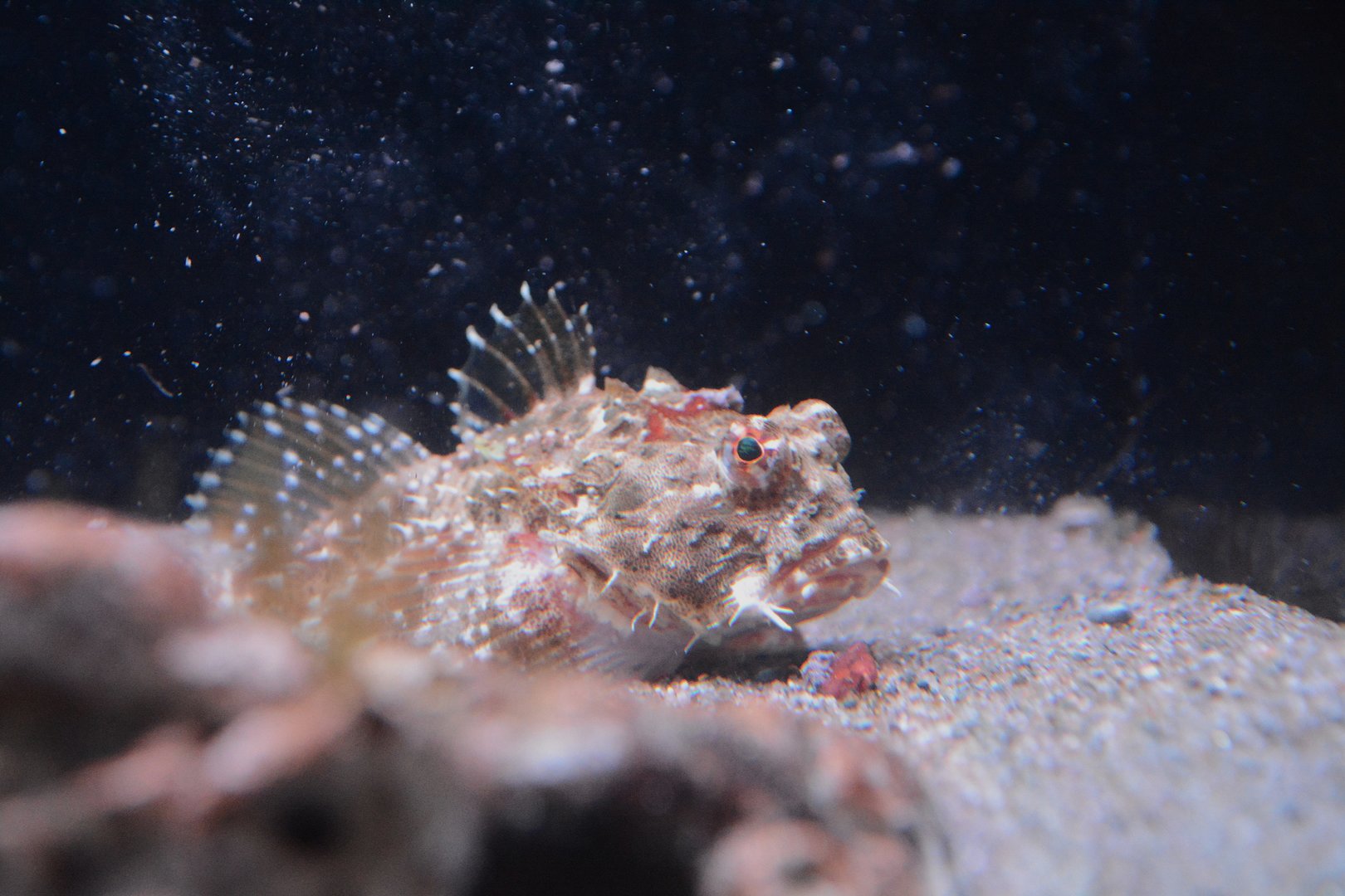 Antlered sculpin (Enophrys diceraus)