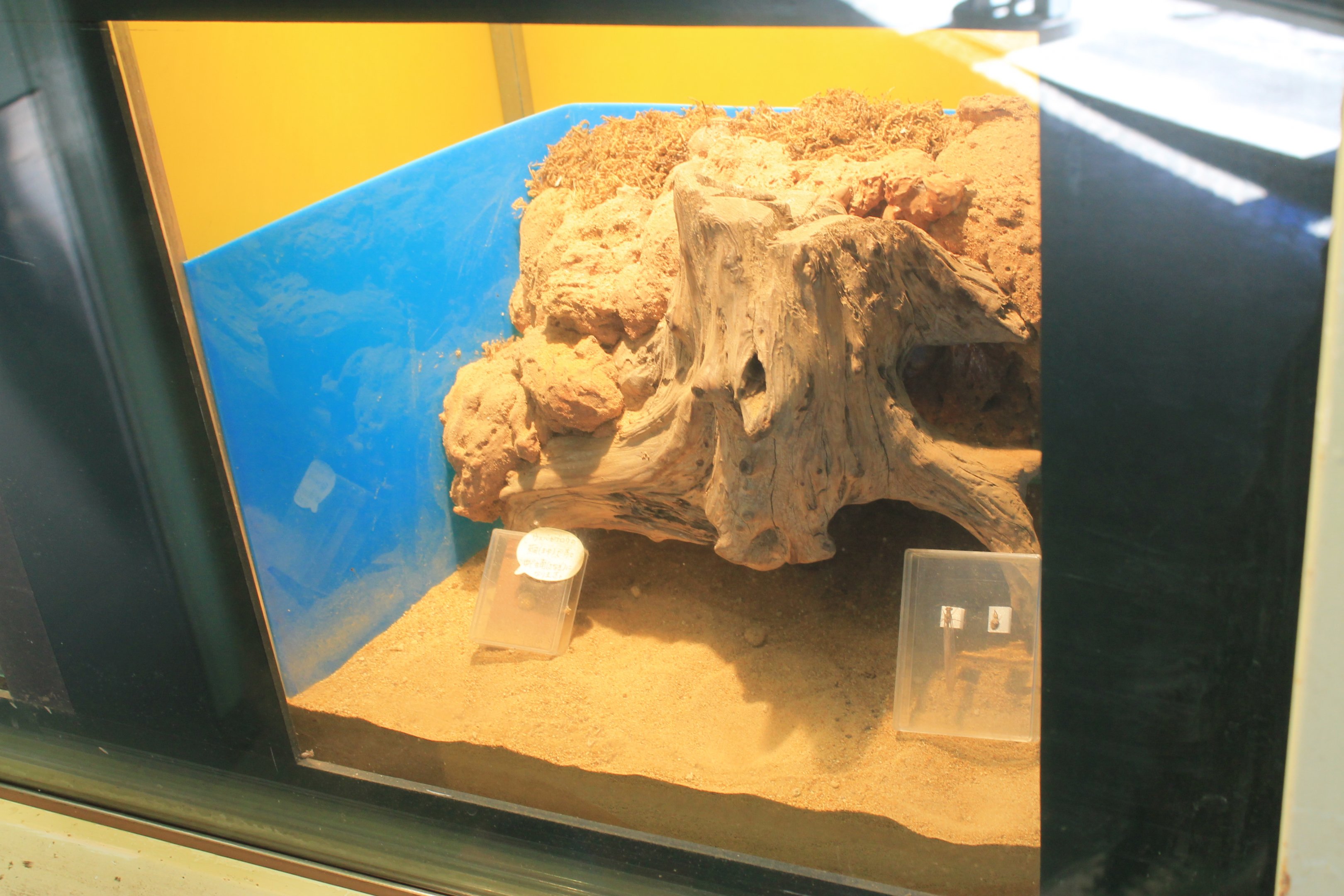 Antlion (Hagenomyia micans) tank - Insectopia