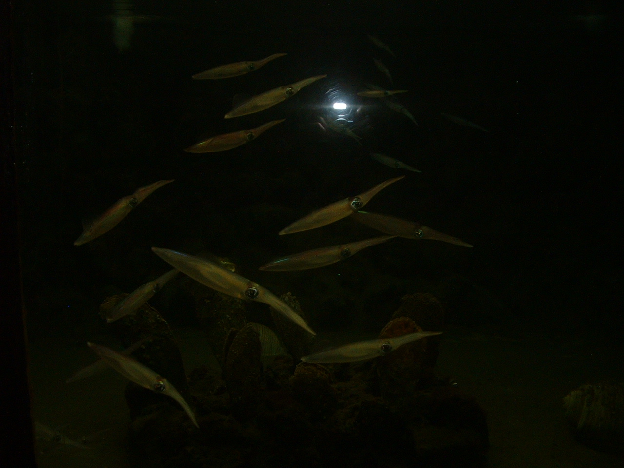 Anton Dohrn Aquarium - Napoli - Oct 2010