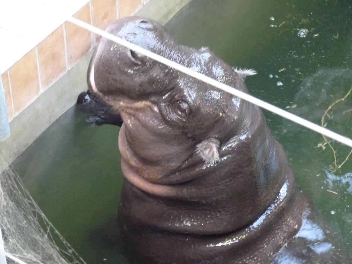Antone the Pygmy Hippo