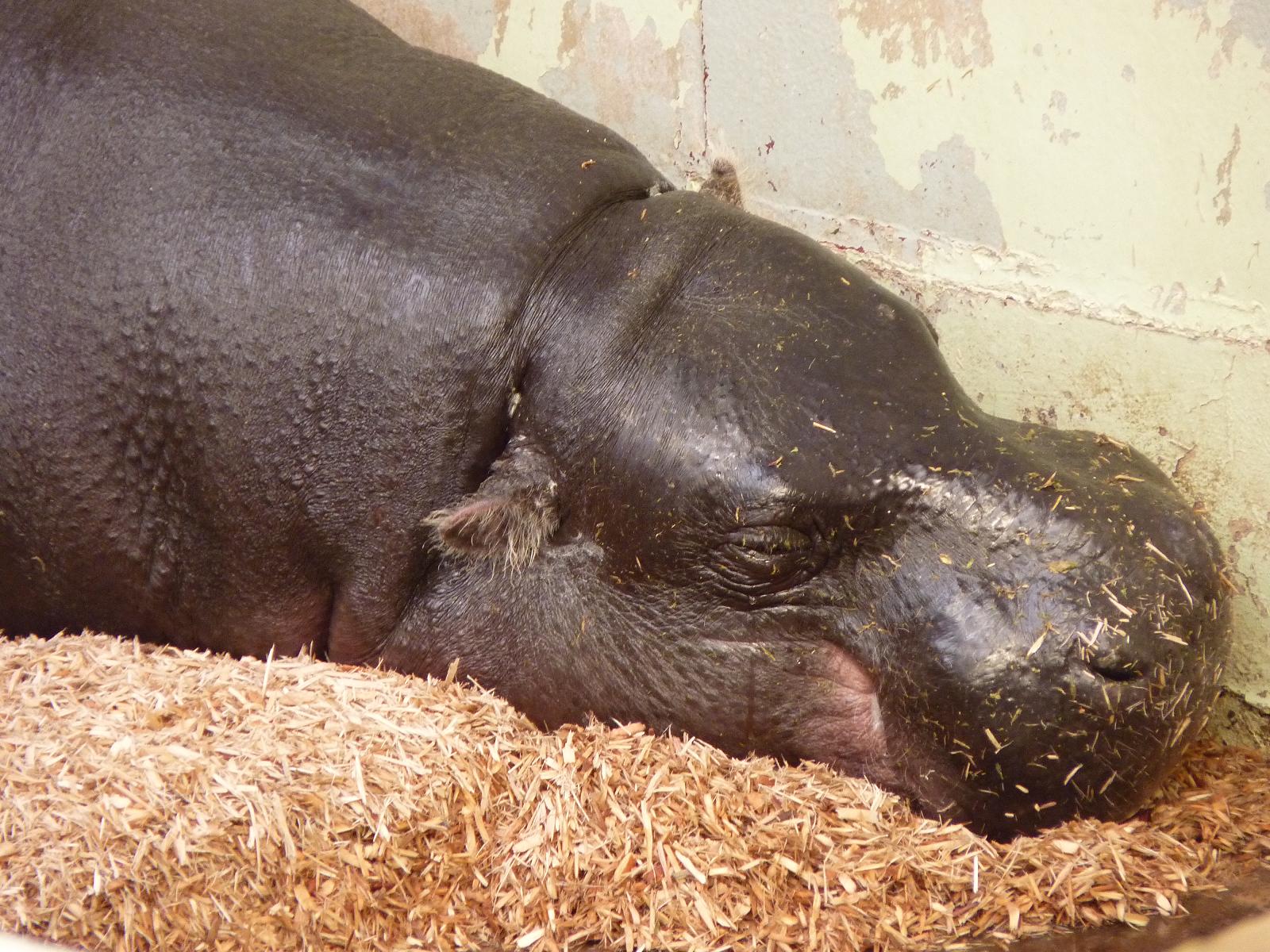 Antone the Pygmy Hippo