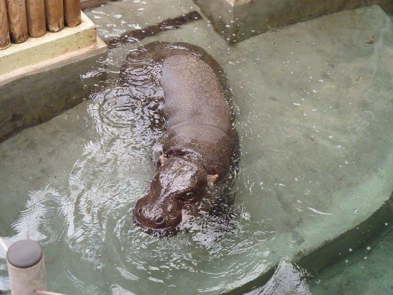 Antone the Pygmy Hippo