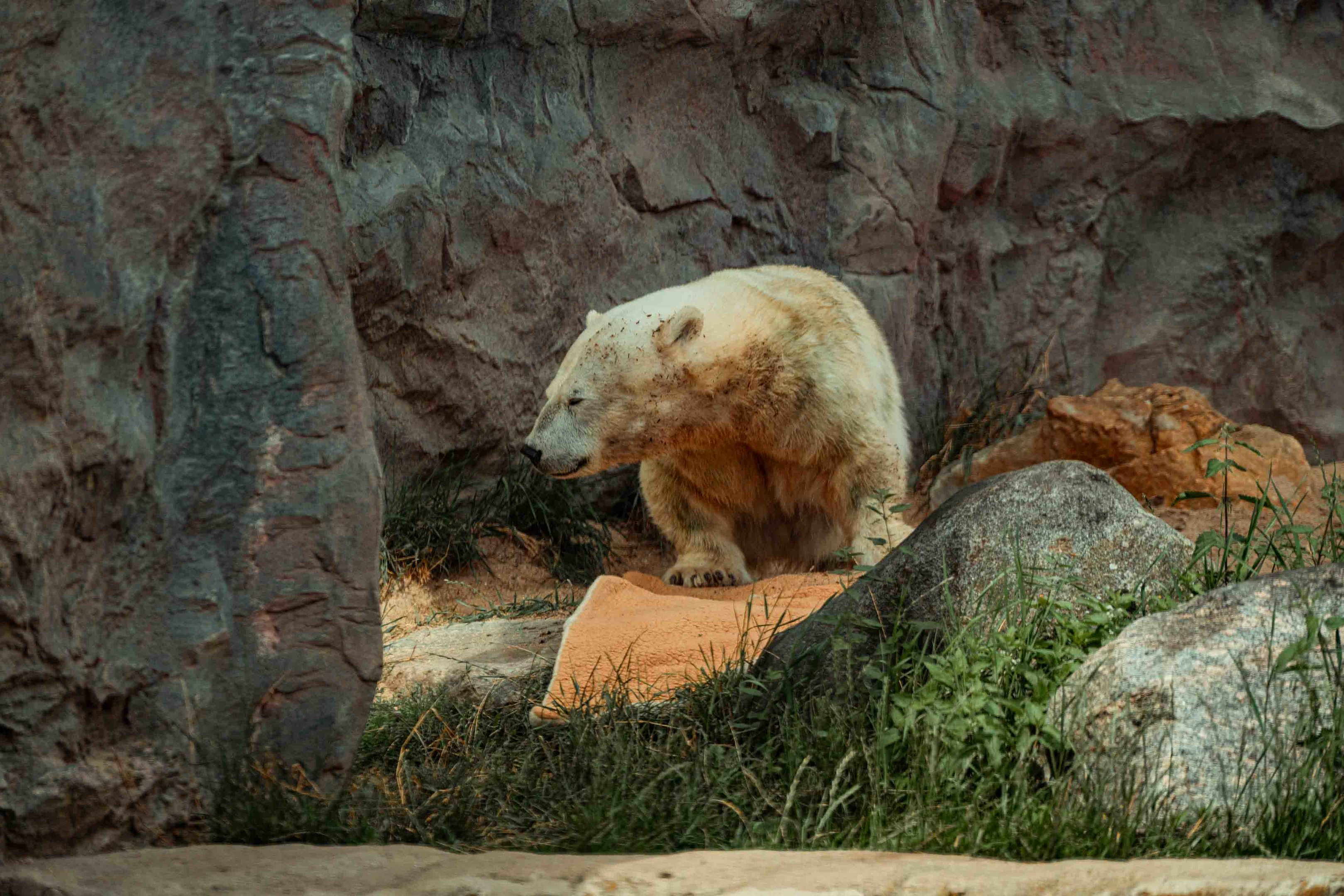 Antonia Dwarf Polar Bear