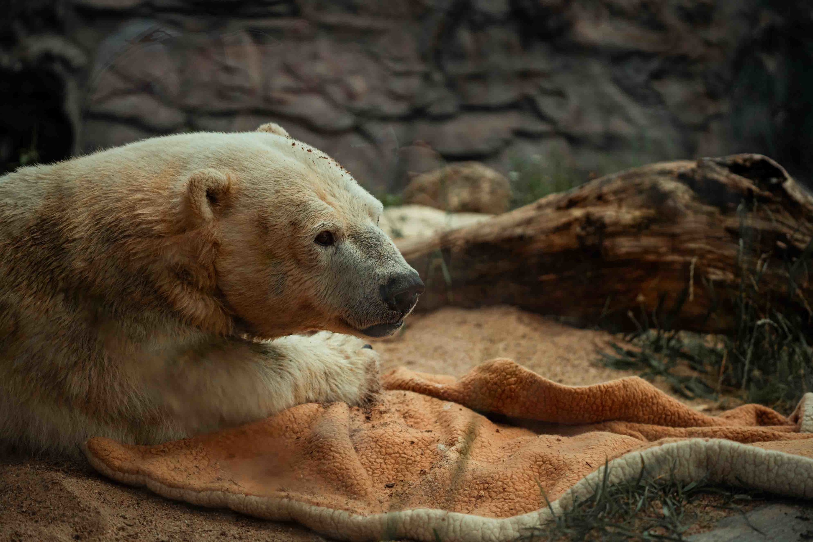 Antonia Dwarf Polar Bear